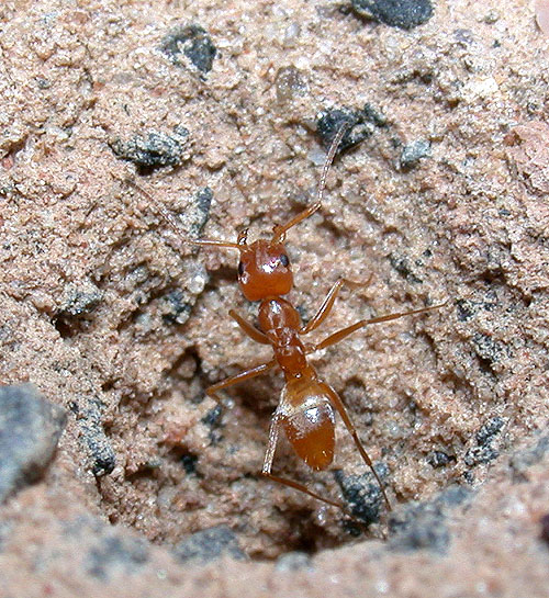 FIGURE 3a FIGURE 3a
